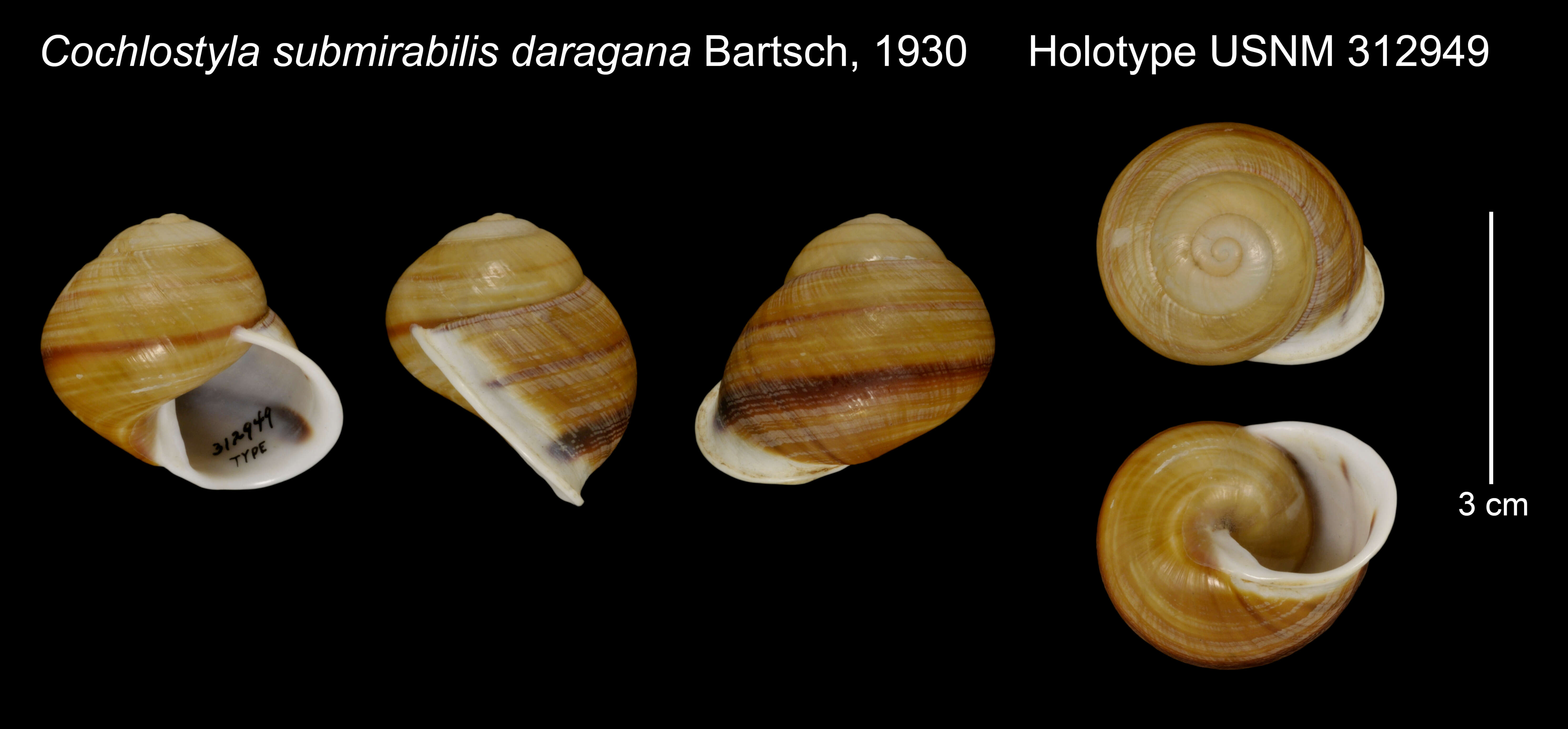 Image de Cochlostyla submirabilis daragana Bartsch