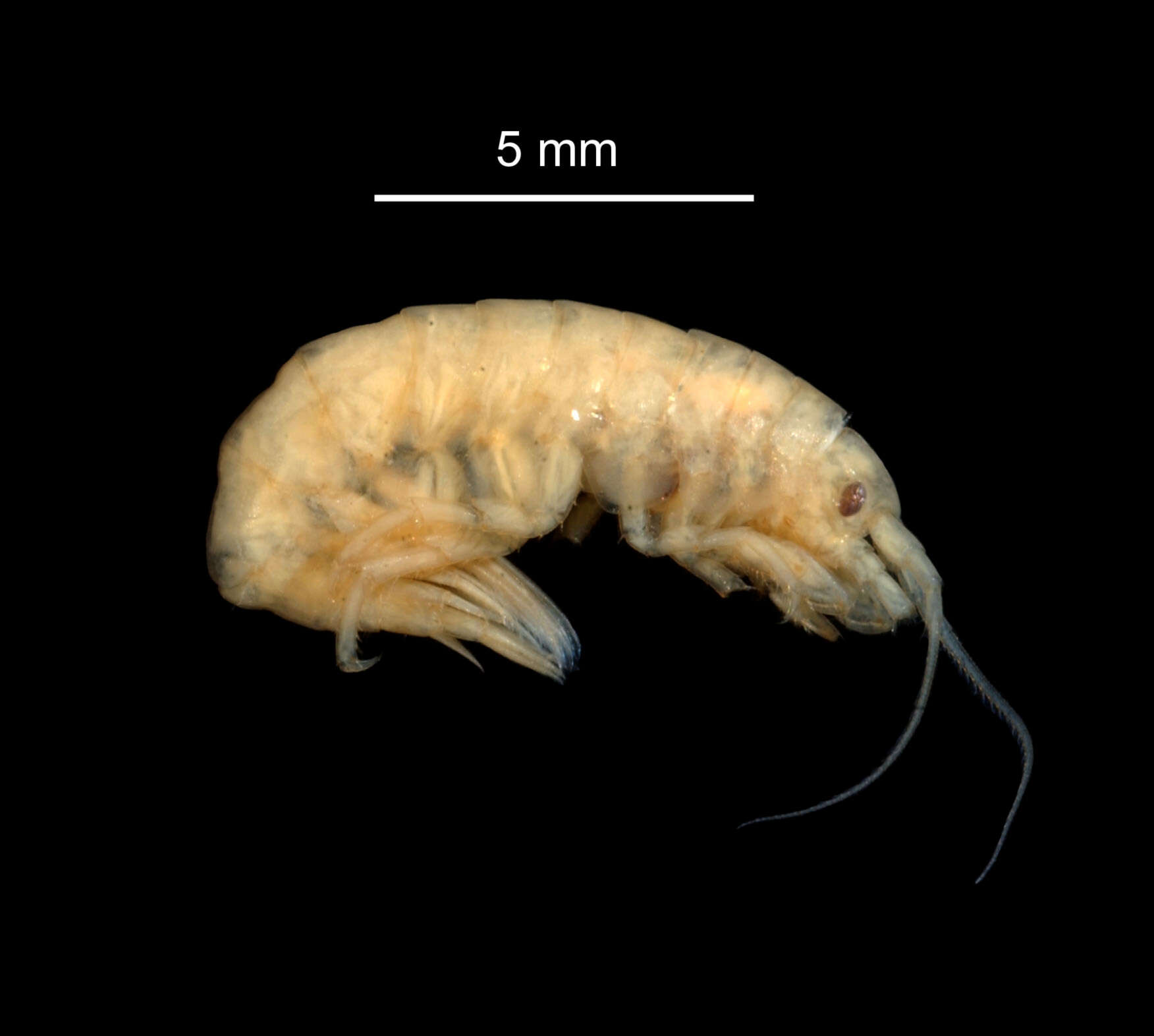 Image of Eusiridae