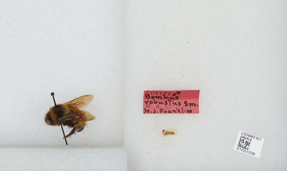 Image of Bombus robustus Smith 1854