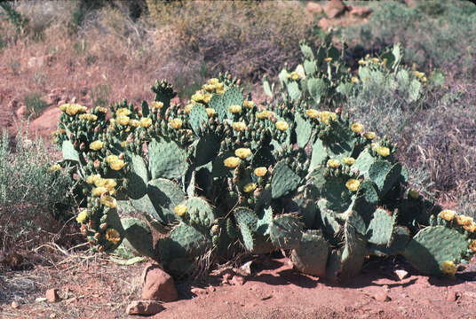 Image of buckhorn cholla