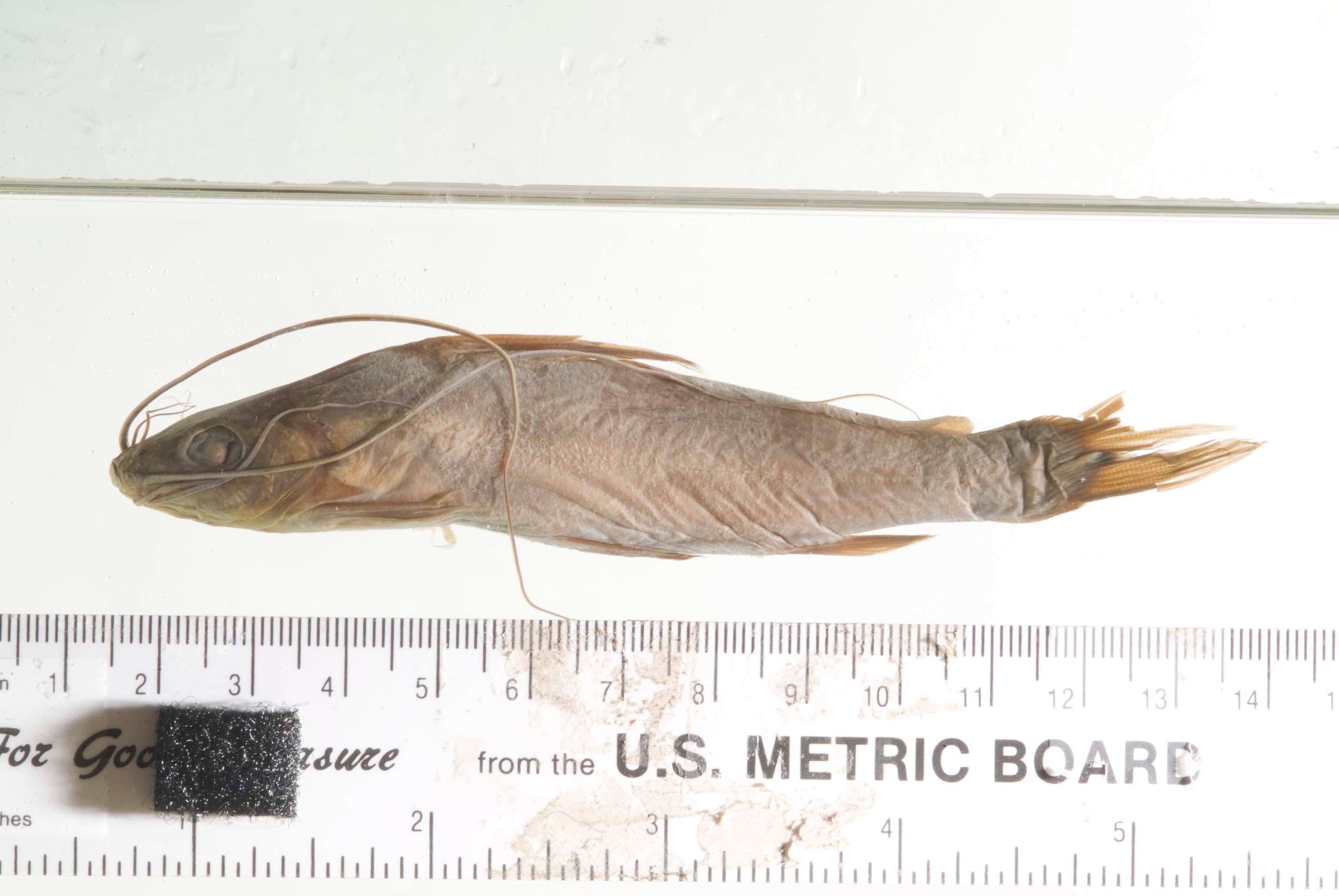 Image of Twospot catfish