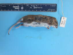 Image of White-footed Deermouse