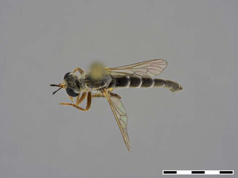 Image of Macroetra