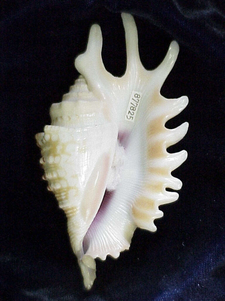 Image de Ophioglossolambis violacea (Swainson 1821)