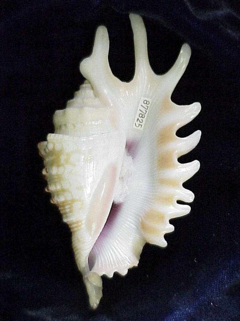 Image of violet spider conch