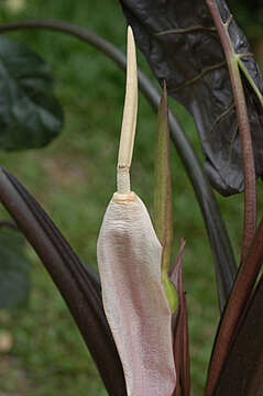 Imagem de Alocasia macrorrhizos (L.) G. Don