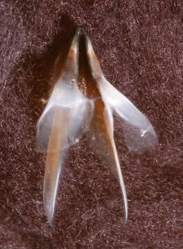 Image of pink scaled squid