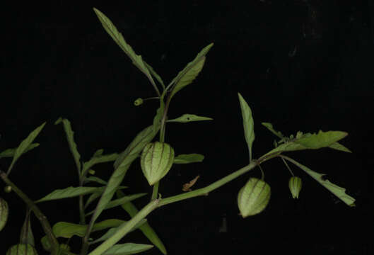 Image of cutleaf groundcherry