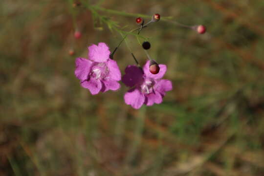 Image of Ten-Lobe False Foxglove