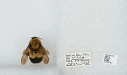 Слика од Bombus affinis Cresson 1864