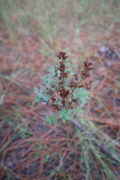 Image of hairy pinweed