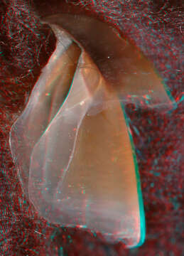 Image of pink scaled squid