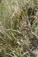 Image of Yellow fringeless orchid