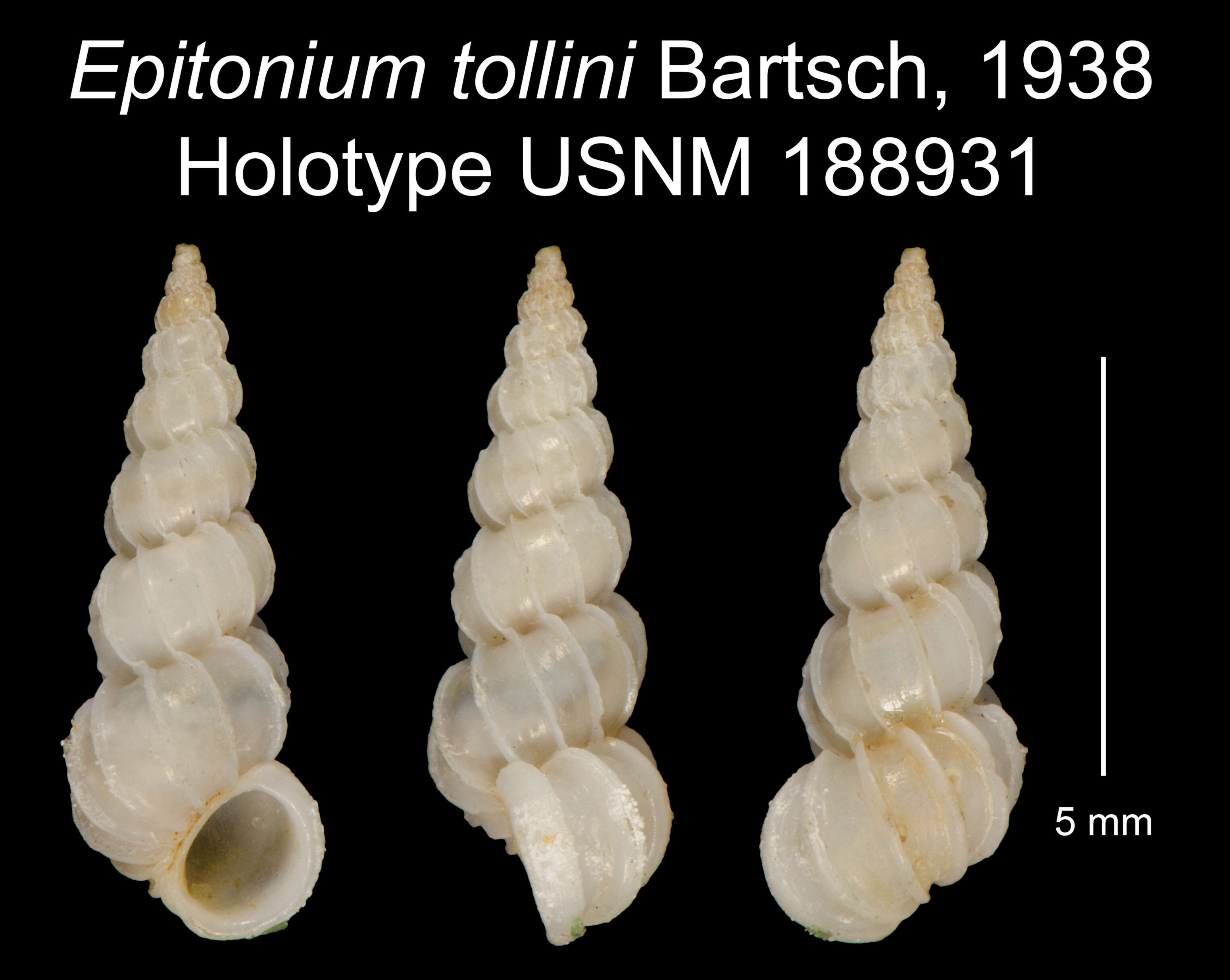 Image of Epitonium tollini Bartsch 1938