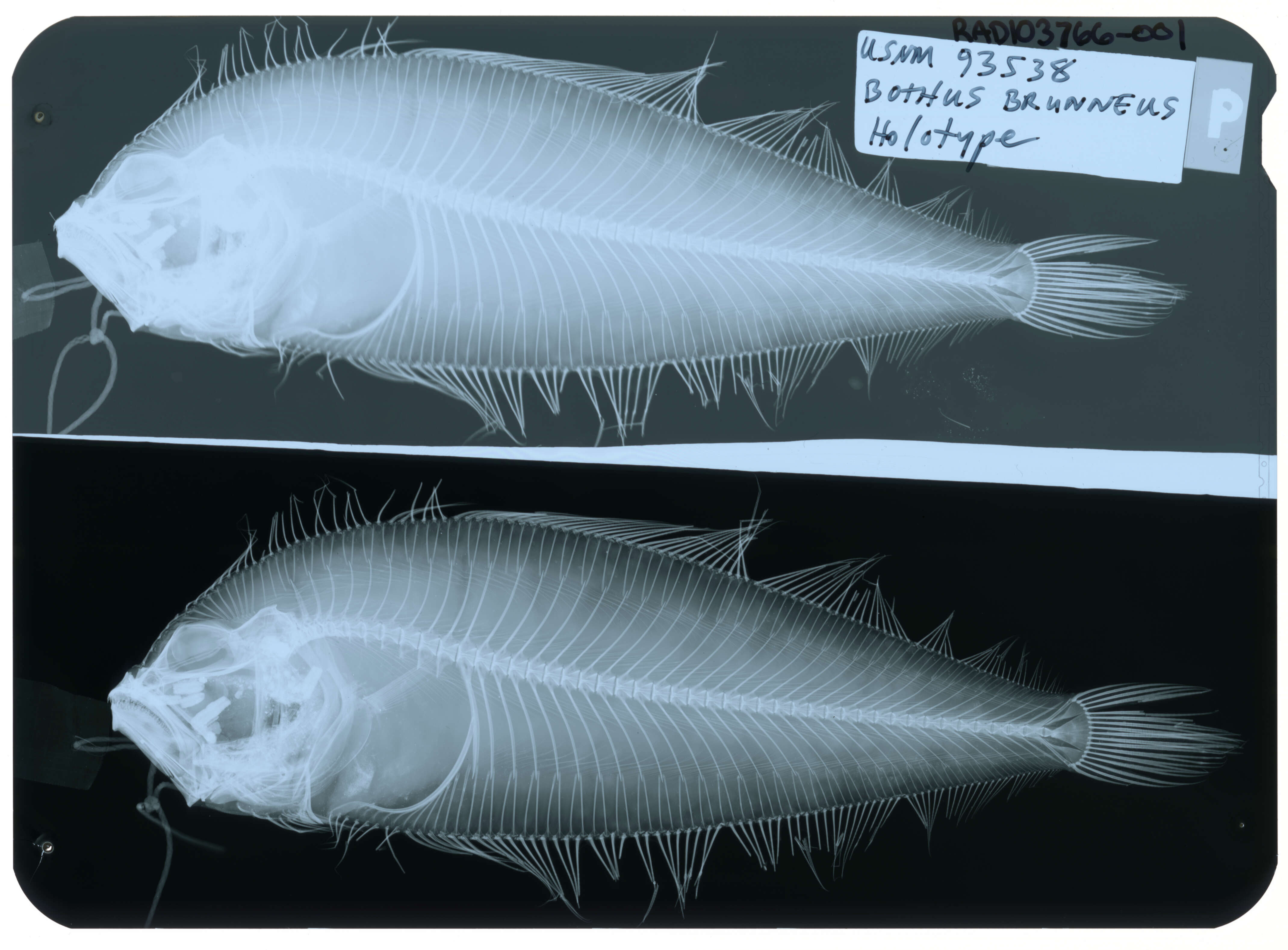 Image of Brown lefteye flounder