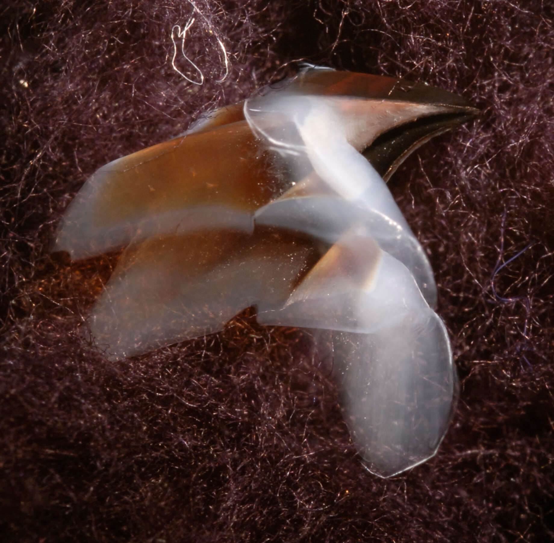 Image of Coffee bean scaled squid