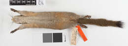 Imagem de Callosciurus caniceps (Gray 1842)