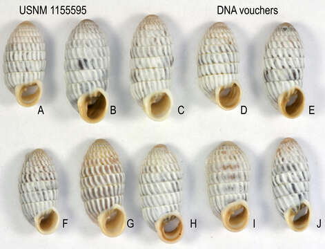 Image of Cerion uva knipensis H. B. Baker 1924