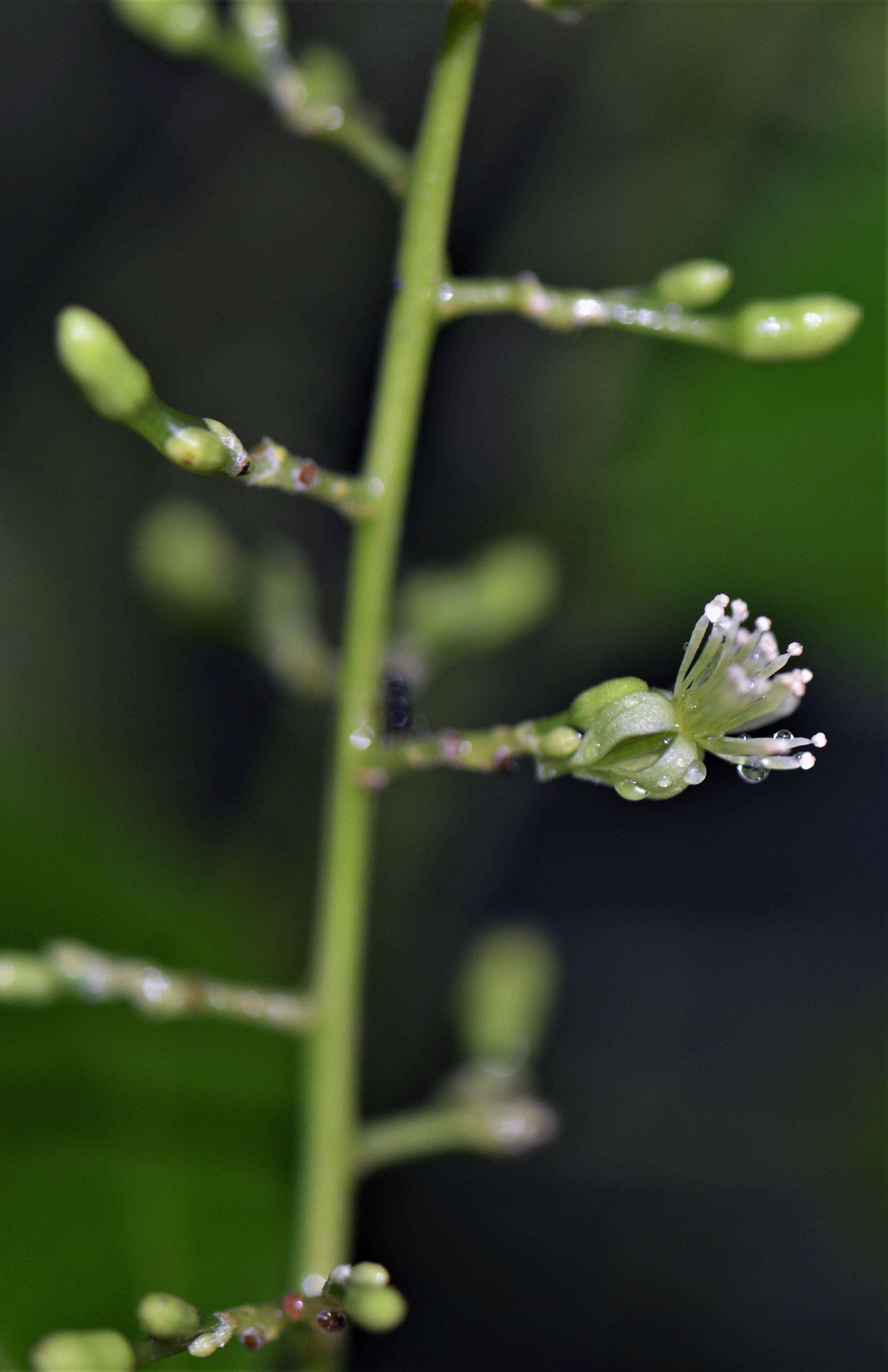 Image of Menispermaceae