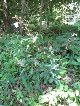 Image of <i>Hylodesmum nudiflorum</i>