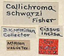 Image of Plinthocoelium schwarzi (Fisher 1914)