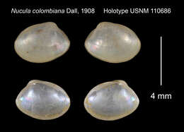 Image of Ennucula colombiana (Dall 1908)