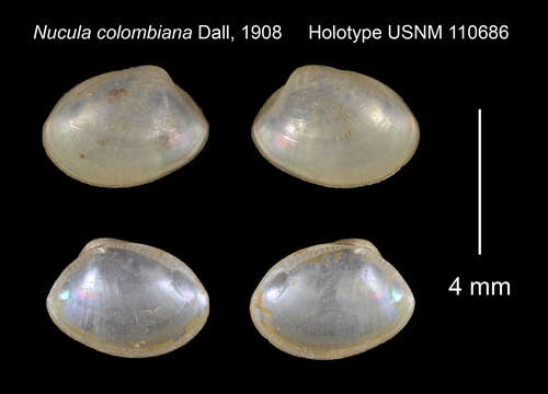 Ennucula colombiana (Dall 1908)的圖片