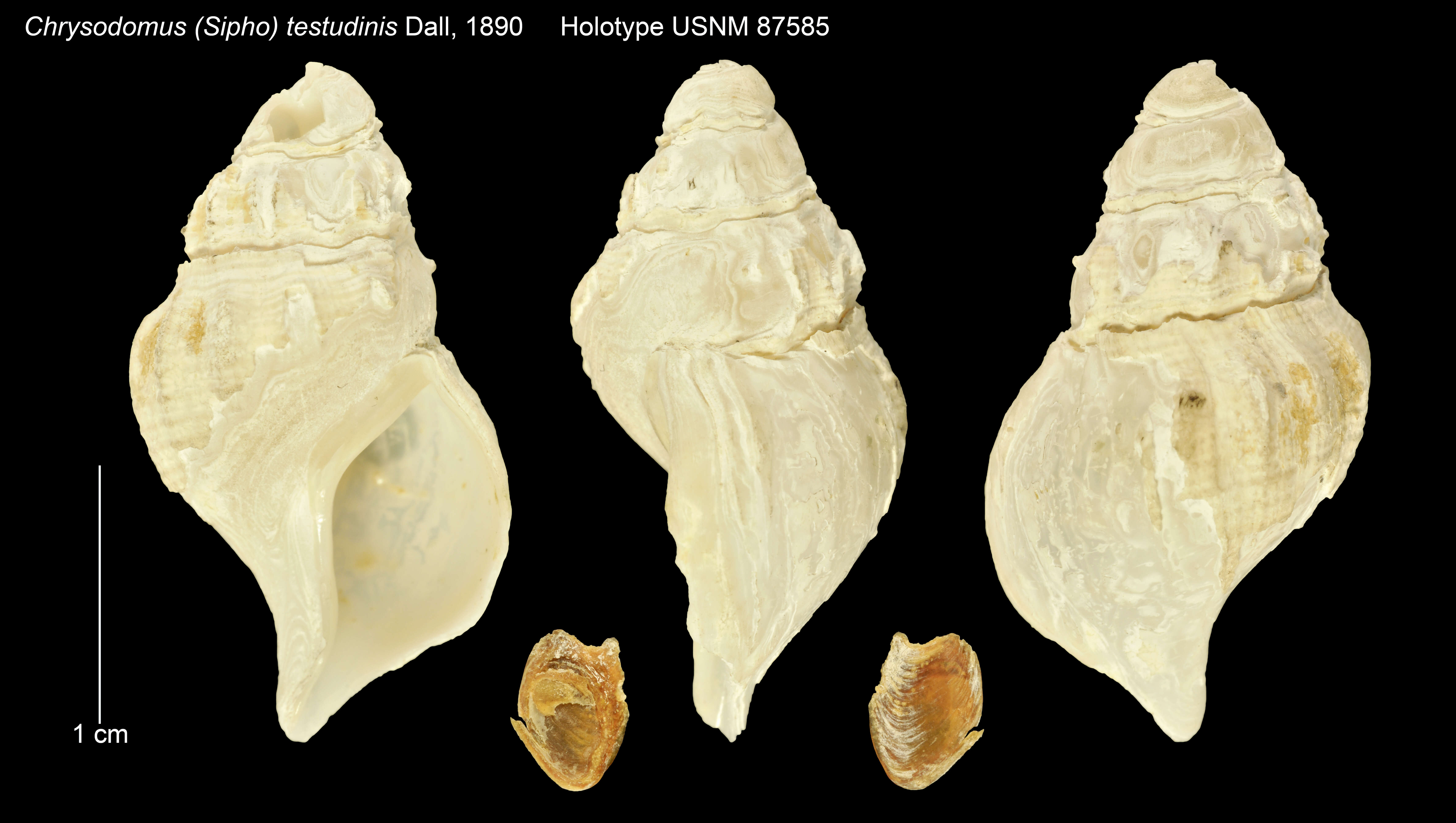 Chrysodomus Swainson 1840 resmi