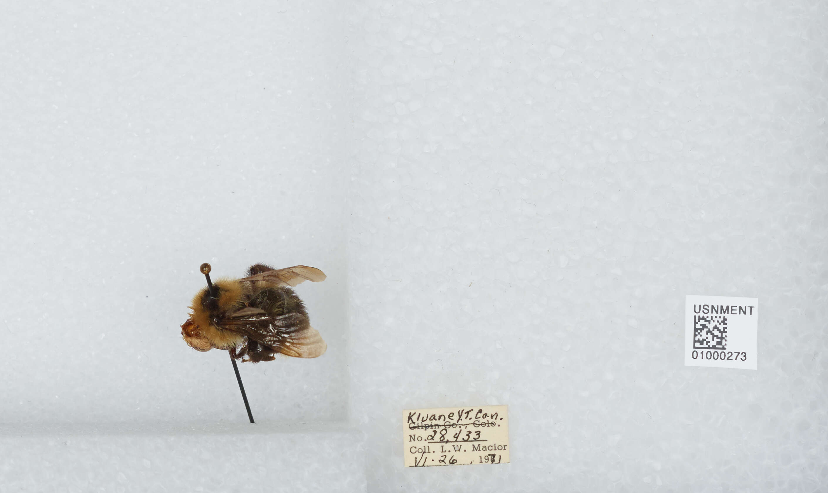 Image de Bombus insularis (Smith 1861)