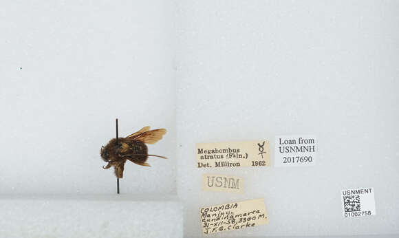 Image of Bombus pauloensis Friese 1912