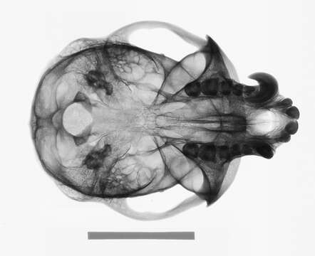 Plancia ëd Chlorocebus pygerythrus pygerythrus (F. Cuvier 1821)