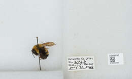 Слика од Bombus affinis Cresson 1864