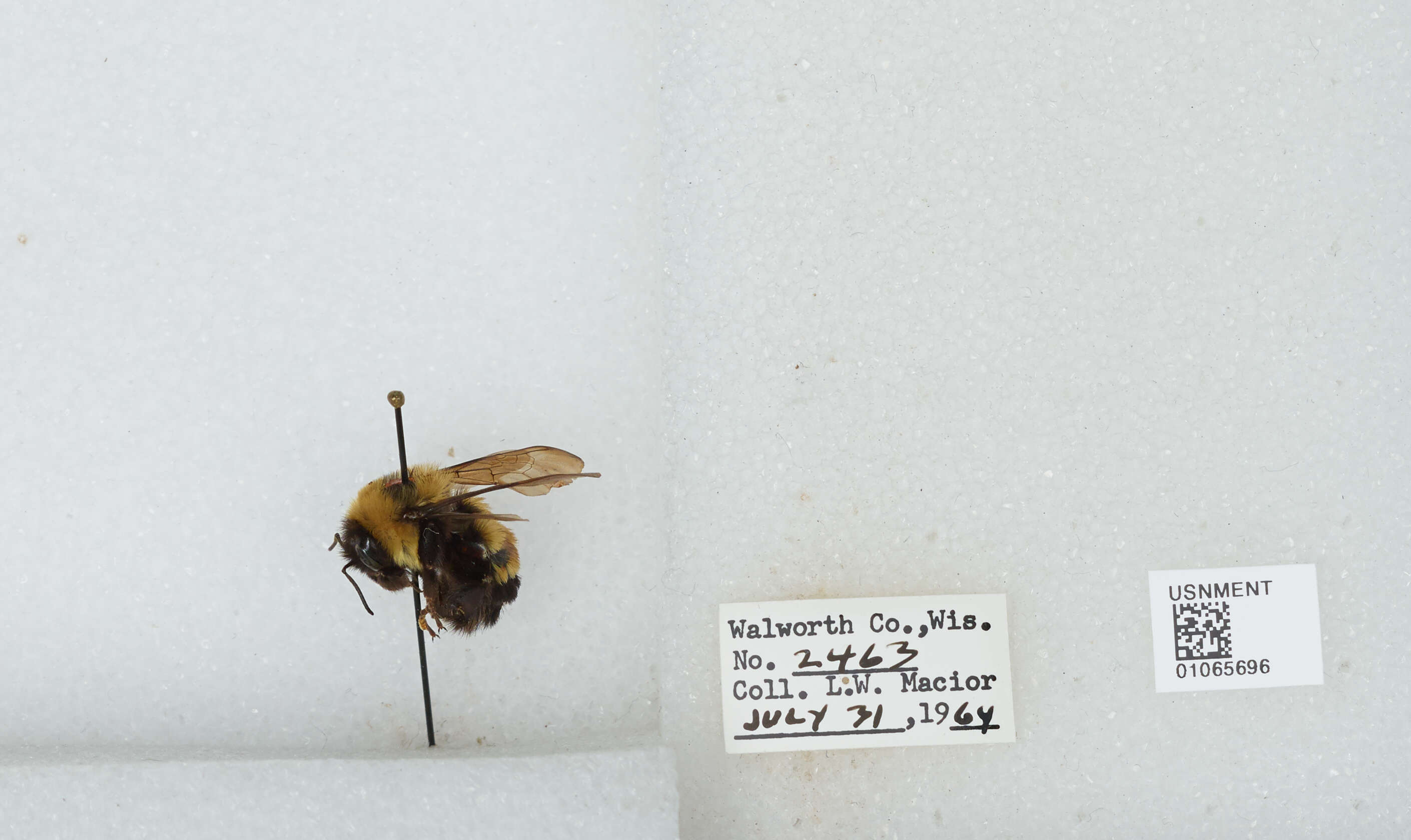 Слика од Bombus affinis Cresson 1864