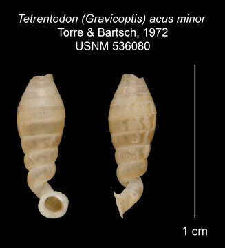 Image of Tetrentodon (Gravicoptis) acus minor Torre & Bartsch