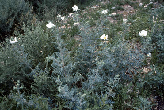 Argemone pinnatisecta (G. B. Ownbey) S. D. Cerv. & C. D. Bailey resmi