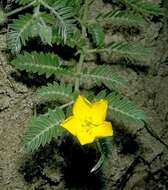 Image de Tribulus cistoides L.