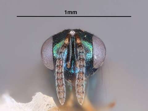 Imagem de Toxeuma aquilonium Heydon 1988