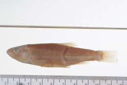 Image of Hornyhead Chub