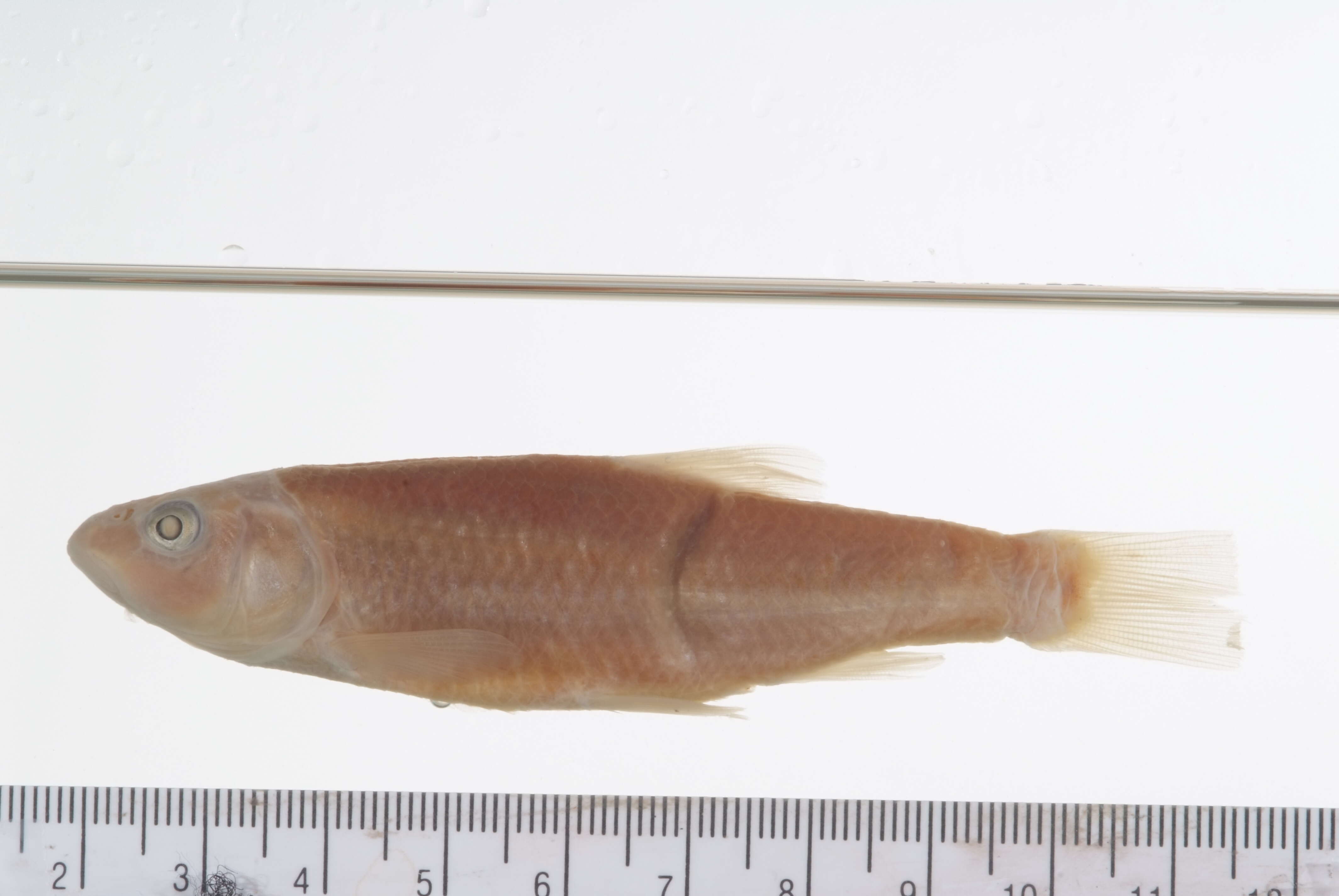 Image of Hornyhead Chub