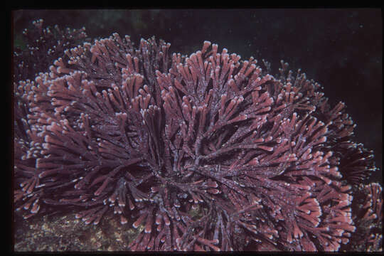 Image of Amphiroa anceps