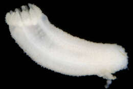 Image of slender footless sea cucumber