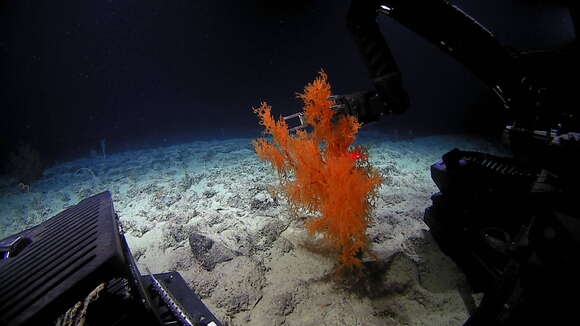 Image of Black coral