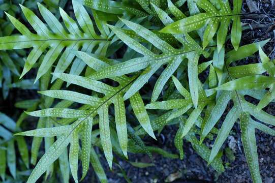 Image of Musk Fern