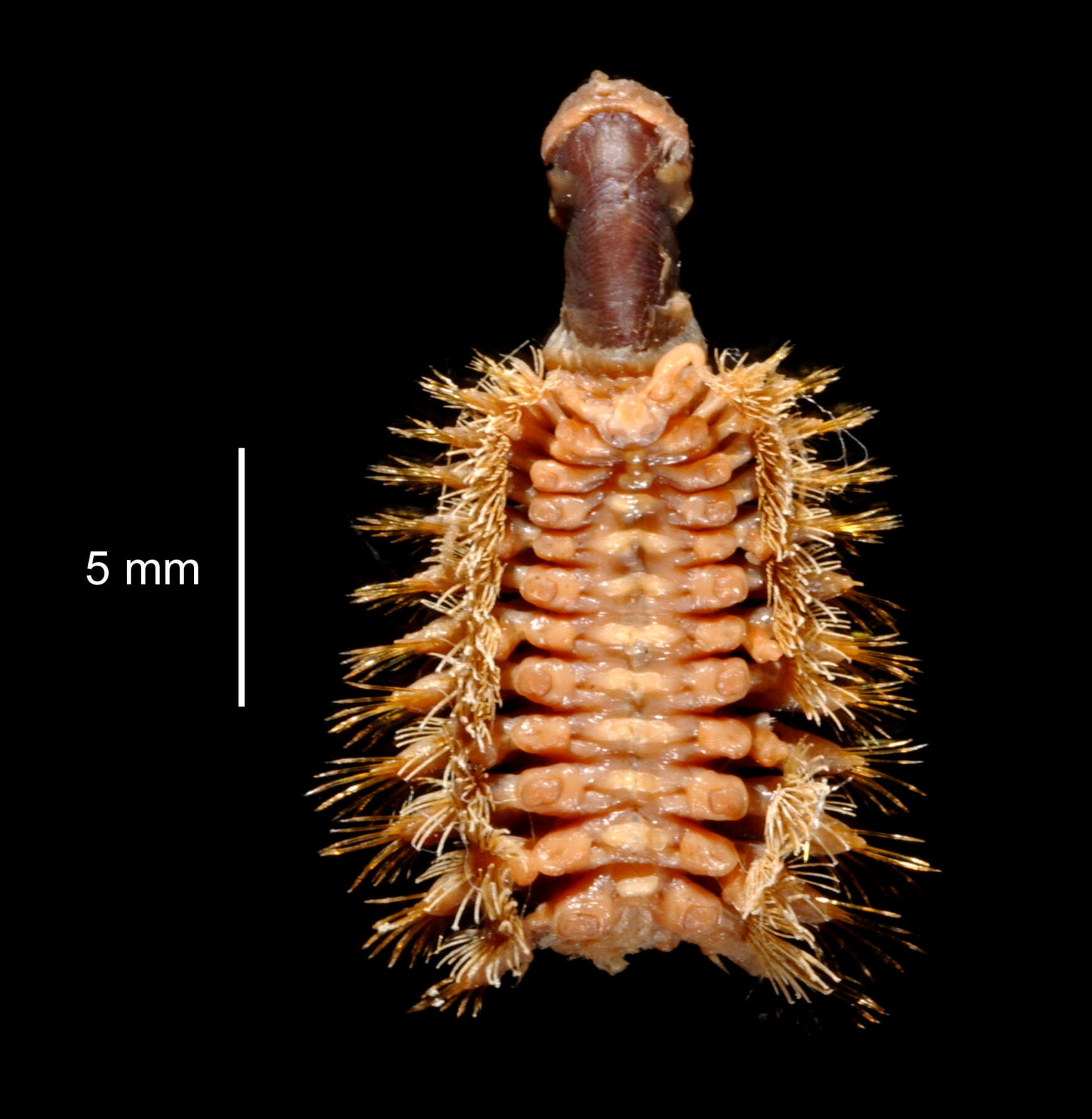 Image de Barrukia cristata (Willey 1902)