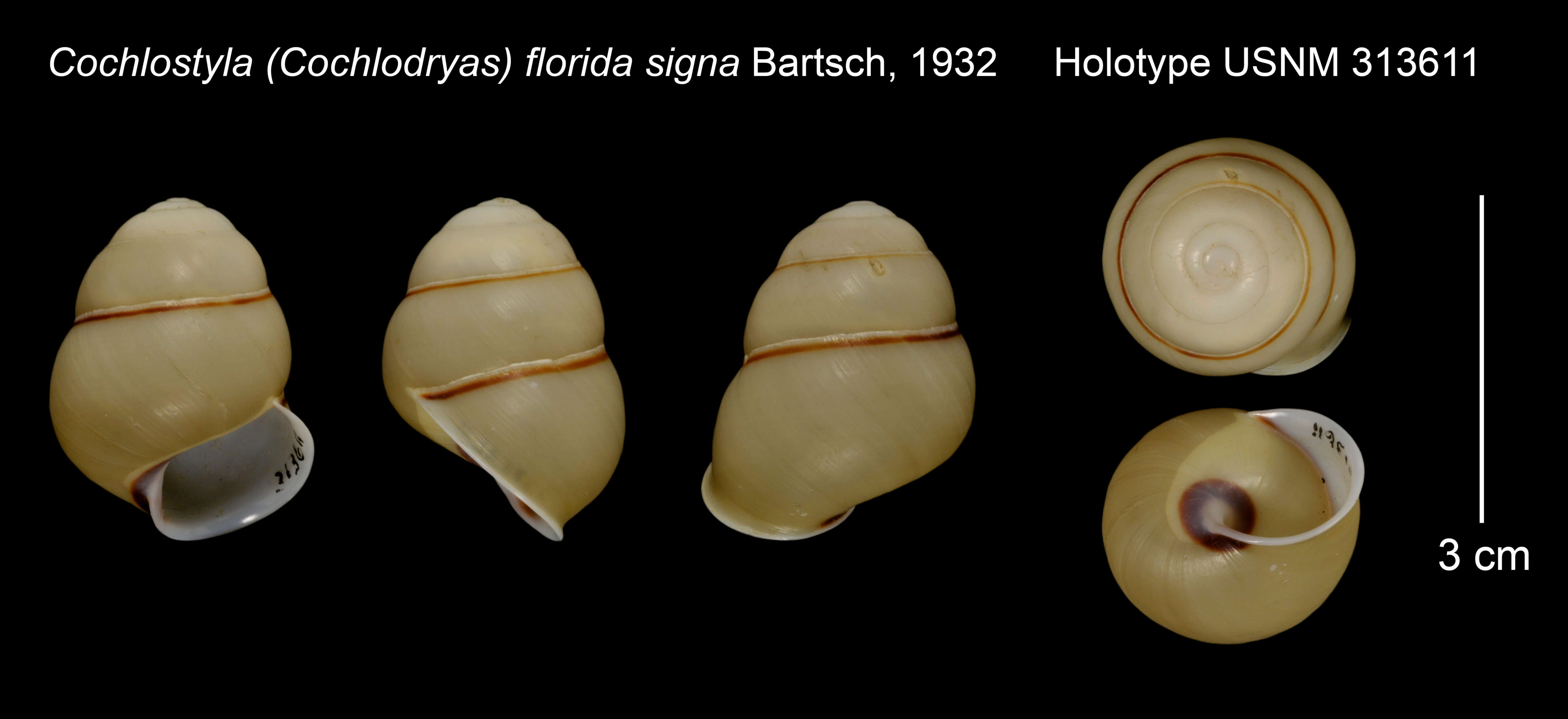 Image of Calocochlia Hartmann 1840