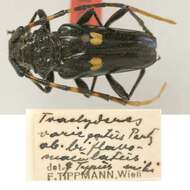 Image of Trachyderes variegatus var. biflavomaculatus Tippmann 1953