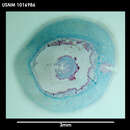 Image of Neomenia trivialis Salvini-Plawen & Paar-Gausch 2004
