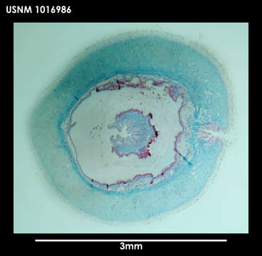 Image of Neomenia trivialis Salvini-Plawen & Paar-Gausch 2004