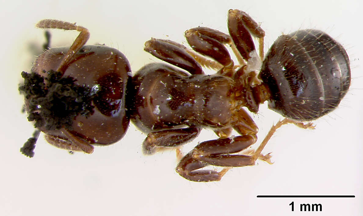 Image of Aphomomyrmex Emery 1899