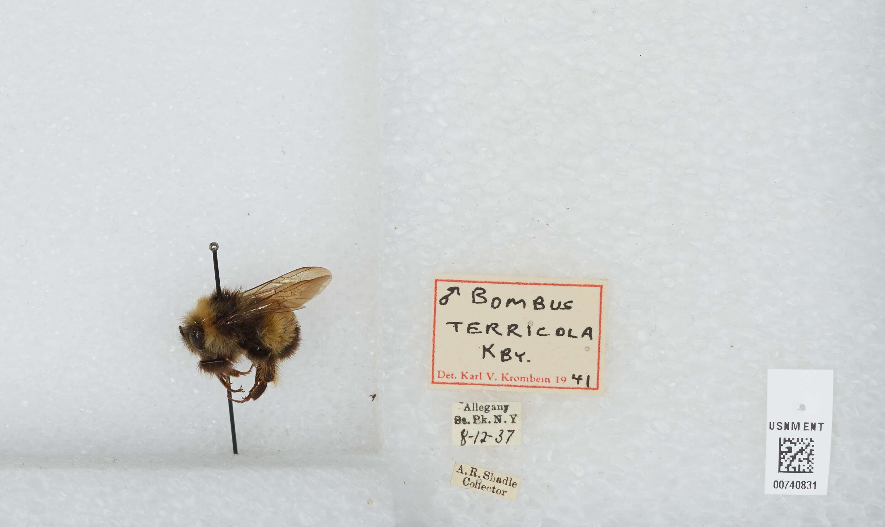 Image of Yellow-banded Bumblebee